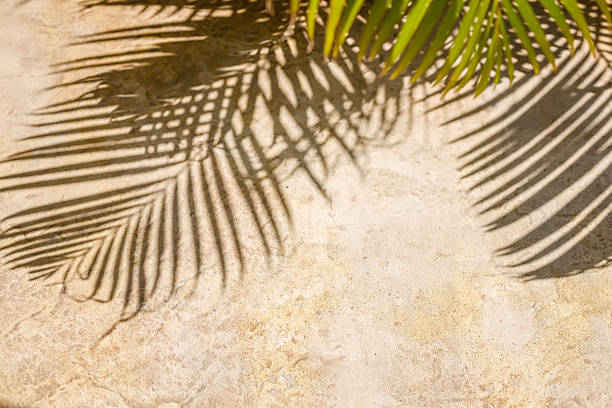 istock Palm leaves cast intricate shadows on a sunlit concrete surface, creating an artistic display of light and nature 2208127924
