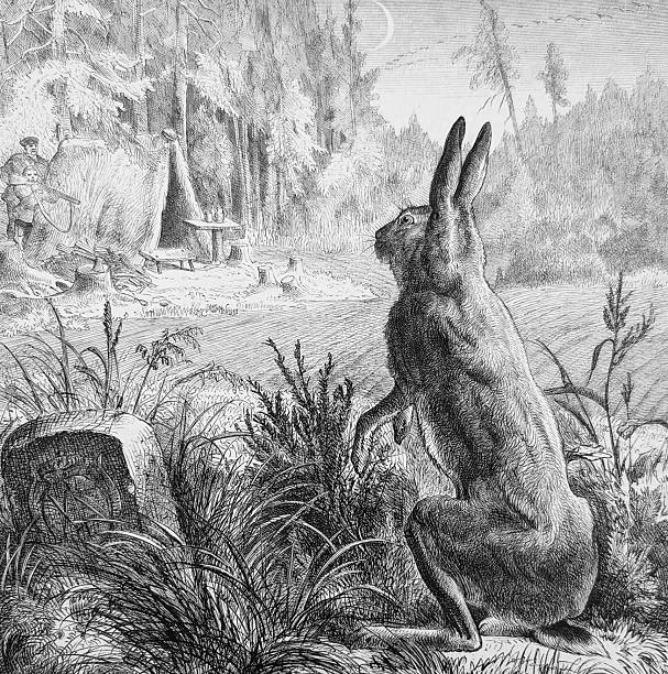 Hunter Missing Rabbit 4,600+ Bunny Hunter Stock Photos, Pictures & Royalty-Free Images - iStock