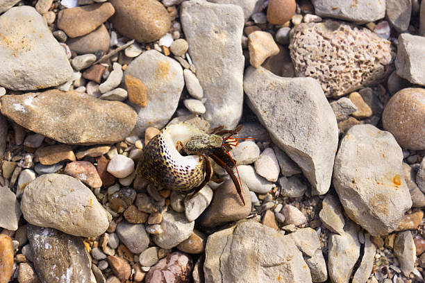 a small hermit crab in its round shell in shallow water among sea pebbles