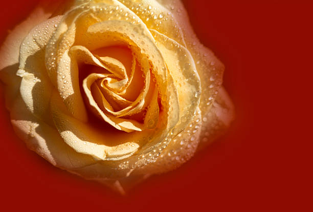 Peach rose with raindrops close-up on red background. rose closeup isolated . High quality photo