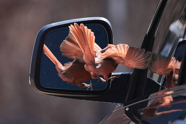 istock Cardinals in spring 2208135130