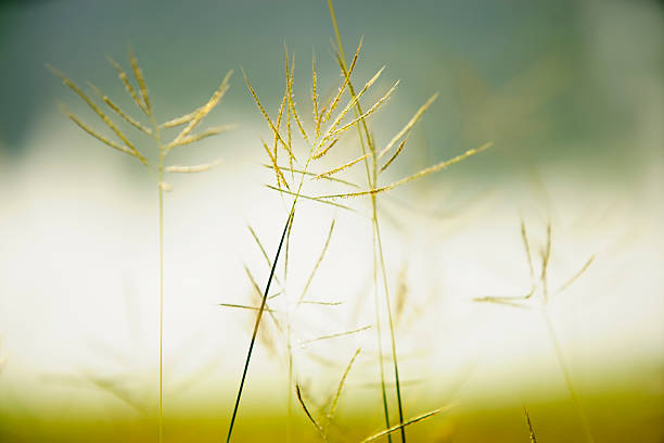 istock Delicate Blades of Grass Glimmering in Soft Morning Light 2208135874