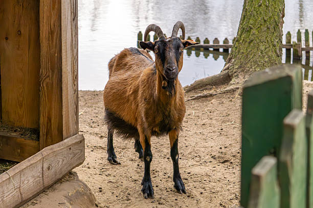 a goat in a pen by the water looking into the camera.