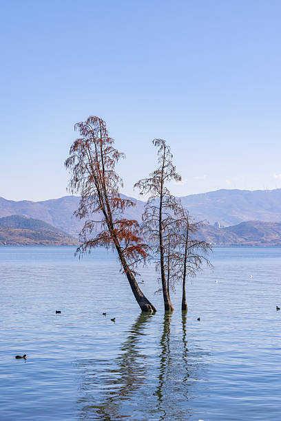 istock Trees and reflections of Erhai Lake in Dali 2208137738
