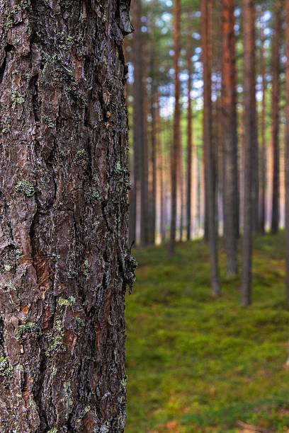 istock A peaceful pine forest with tall, straight tree trunks, perfect for nature lovers and forest photography. Pinus woodland. Southern Finland, Kymenlaakso, Hamina. Selective focus 2208137779