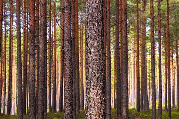 istock A peaceful pine forest with tall, straight tree trunks, perfect for nature lovers and forest photography. Pinus woodland. Southern Finland, Kymenlaakso, Hamina. Selective focus 2208137780