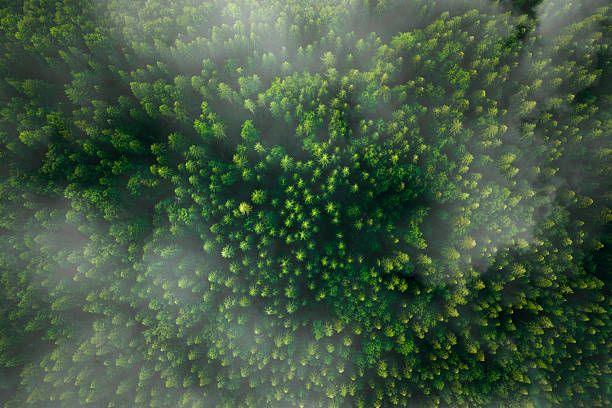 istock Spring birch groves with beautiful texture.Green pine forest in mountain summer with a view from above. 2208138371