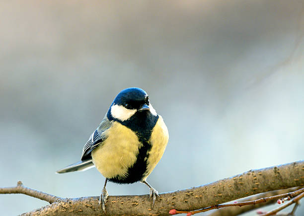 istock Beautiful nature scene with Great tit (Parus major) 2208140809