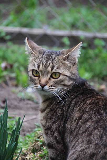istock The cat sits in the green grass 2208141487
