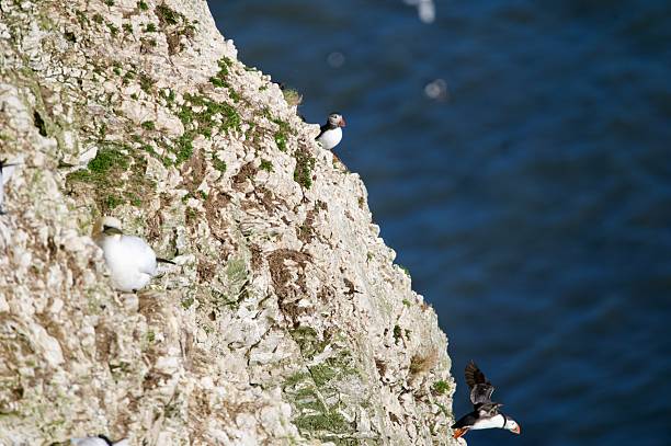 Group of puffin seabird together on a cliff edge