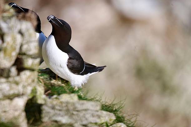 istock Razorbill Sea bird perched on cliff edge 2208142457