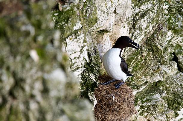 istock Razorbill Sea bird perched on cliff edge 2208142861