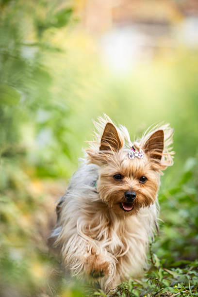 istock Yorkshire terrier pet dog running outdoors 2208143232