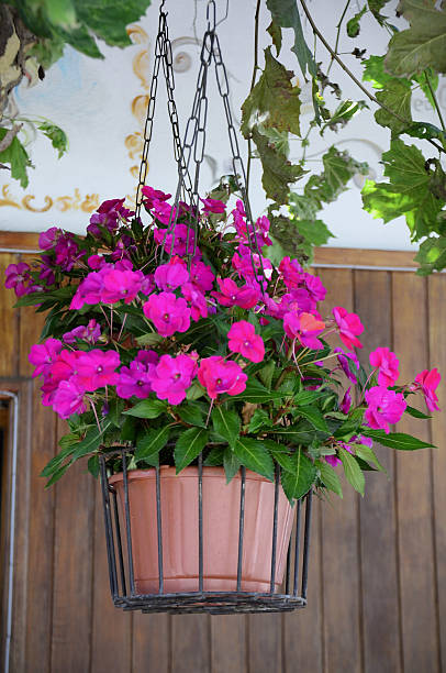 istock Beautiful hanging pot with pink impatiens flowers (Impatiens walleriana) 2208143276