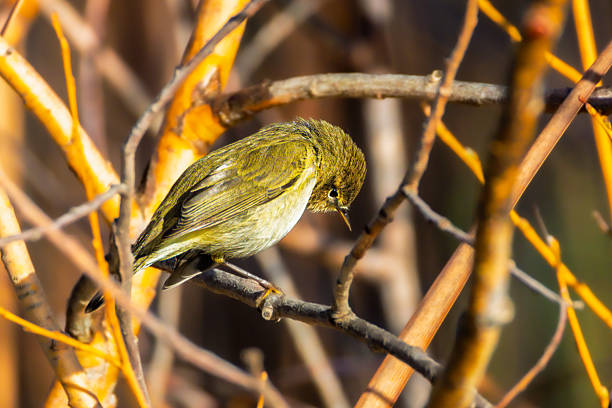The Common Chiffchaff, like most members of the Phylloscopus genus, is a very small bird.