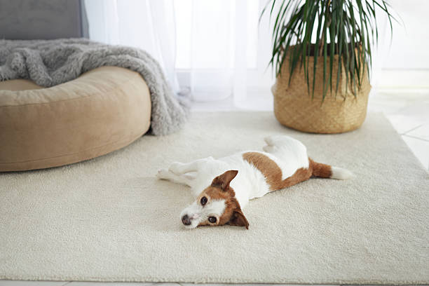 istock Terrier lying belly-up on carpet 2208145045