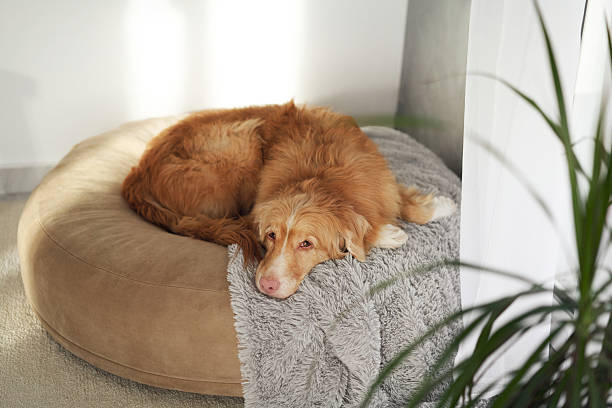 istock Retriever curled on pet bed by plant 2208145046