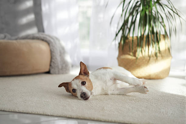 istock Terrier rolling near plant on carpet 2208145057