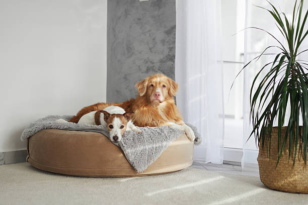 istock Dogs relaxing together on pet bed 2208145063