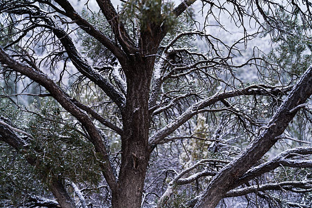 Pinyon Pine Tree Detail with Dusting of Fresh Snow - Detail on branches with a thin layer of snow and out of focus background of ridge behind view.
