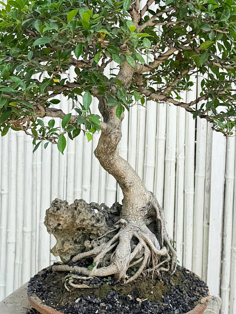 Image of ficus fig root-over-rock bonsai tree in Lodhi garden, Delhi /  natural masterpiece, lush greenery in India’s  public gardens