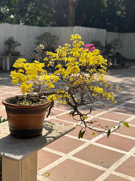 Image of blooming semi-cascade style banisteria bonsai tree with yellow flowers in Lodhi garden, Delhi / vibrant beauty, lush greenery