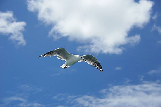 A white seagull with outstretched wings soars freely in the blue sky