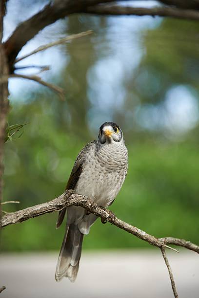 istock A brown raptor, a red-tailed hawk or red-backed shrike, perches on a wild branch 2208146224