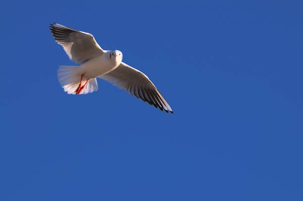 White winged gull soars freely in the blue sky