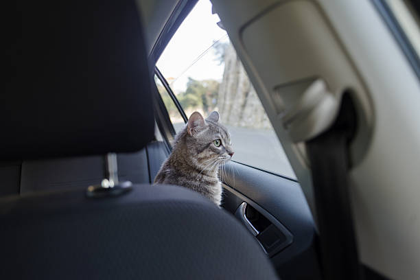 istock Beautiful cat in the car 2208147077
