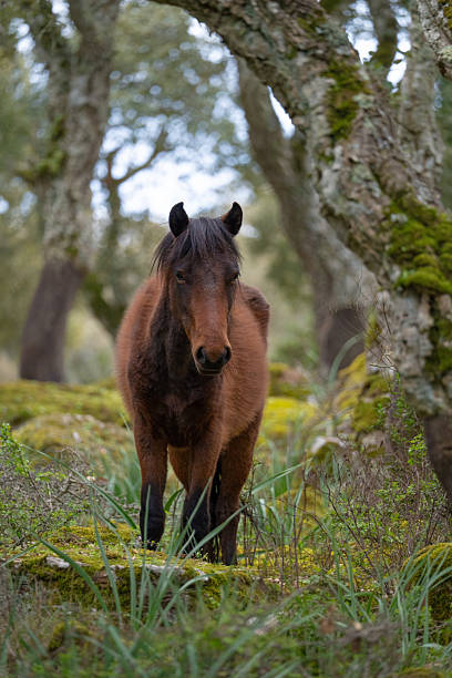 istock Wild Horse Grazing on Giara di Gesturi Plateau 2208148161
