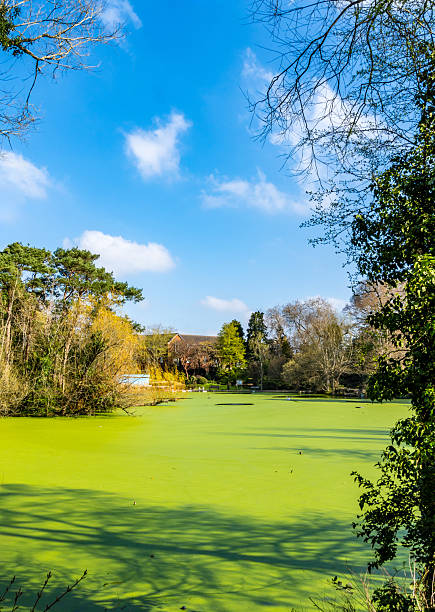 autumn pond and forest in countryside england