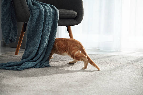 istock Ginger cat walking near chair with blanket 2208148873