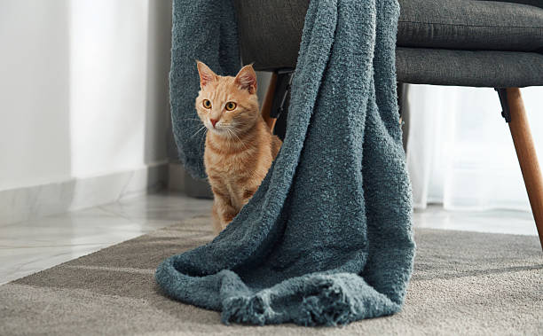 istock Kitten hiding next to chair and blanket 2208148879