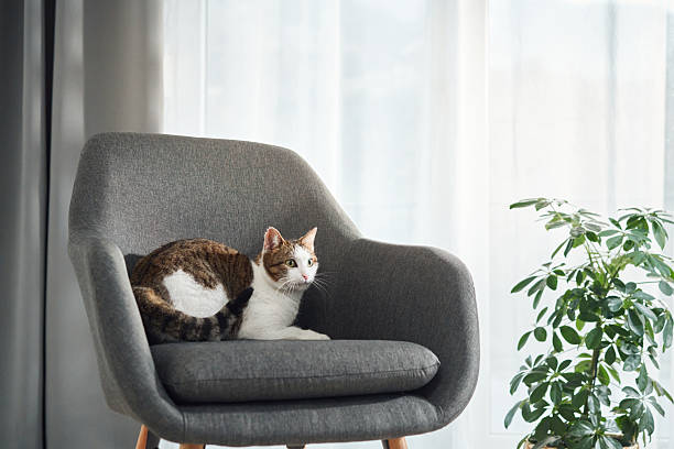 istock Cat crouched on beige cushioned chair indoors 2208148888