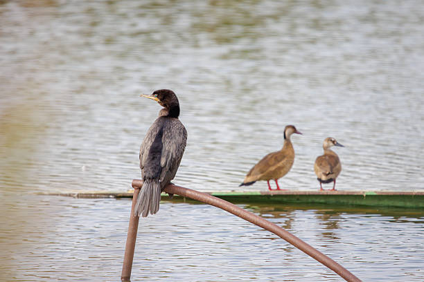 Neotropic Cormorant (Phalacrocorax brasilianus) perched on a metal pipe in a lagoon.