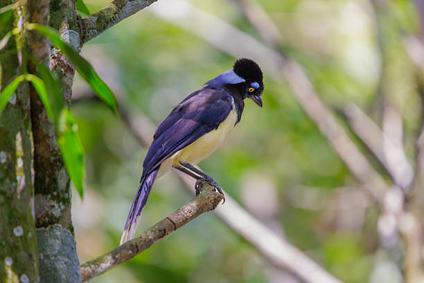 istock Plush-crested Jay (Cyanocorax chrysops) perched on a branch in Iguazu National Park. 2208149459