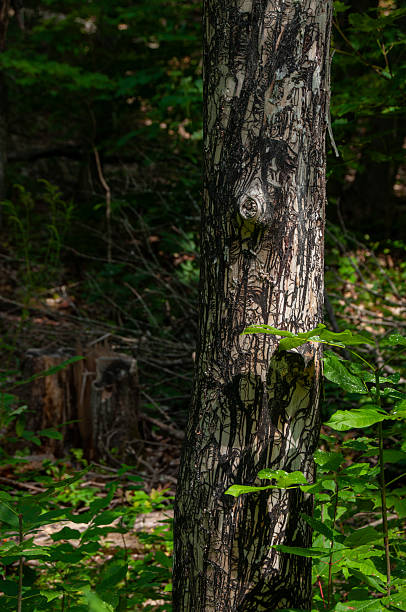 istock Detailed Textured Inner Black Bark of a Tree Trunk in the Forest 2208150205
