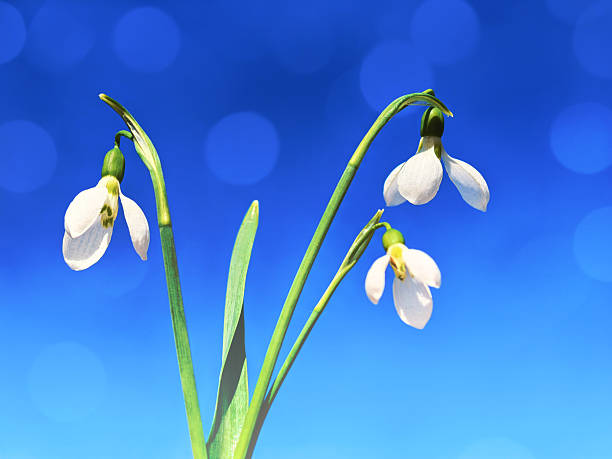 A close-up photo of beautiful snowdrop flowers on a blue background. Nice bokeh lights, space for copy.
