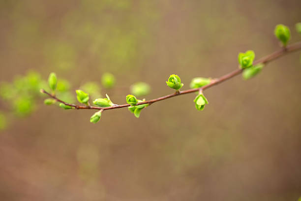 istock Emerging buds on a branch in spring, a close-up view of new growth. 2208151219