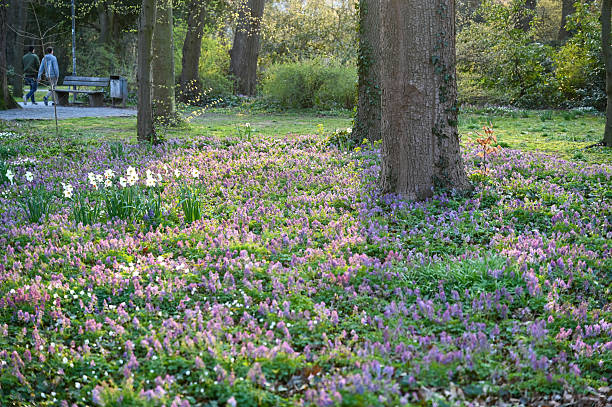 istock Trees and flower meadow in a city park 2208152082
