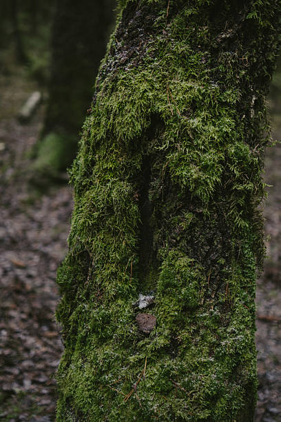 istock Woodland Nature Scene 2208152732