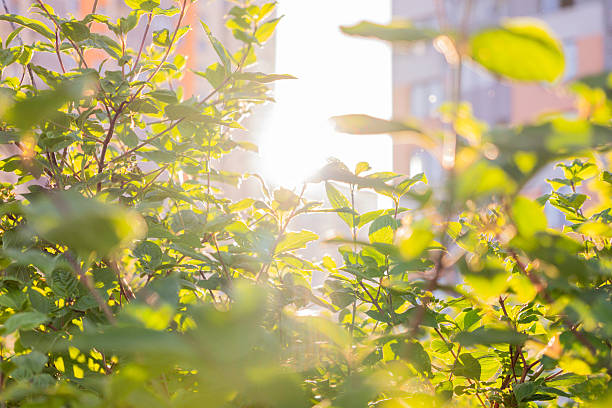 istock Bright sunlight filtering through urban greenery with modern buildings in the background 2208152886