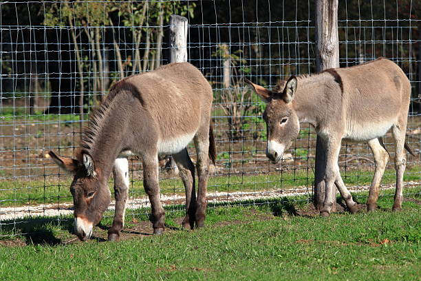 istock Two donkeys in the pasture. 2208153449