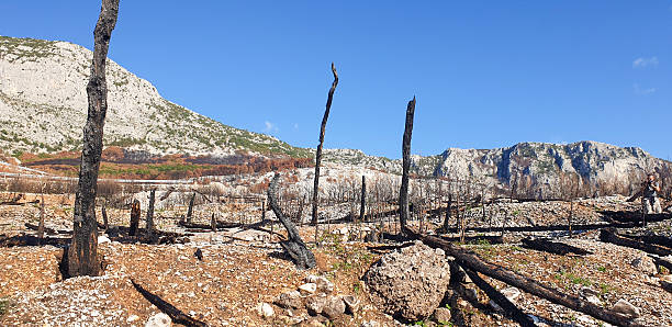 The burnt forest, pine trees, karst landscape on Velebit mountain along the Master's Road Croatia.