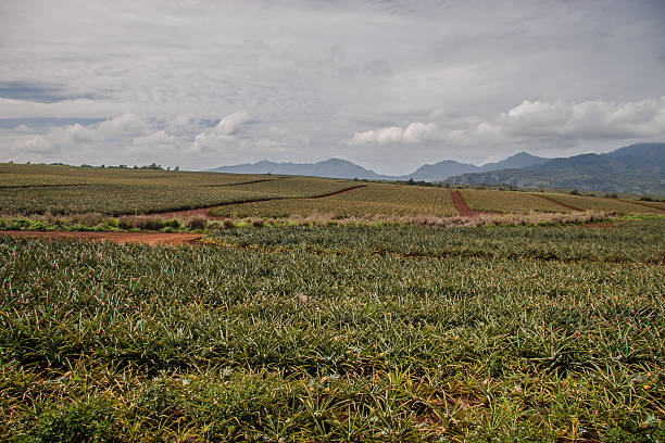 Pineapple fields in Bukidnon, Philippines.