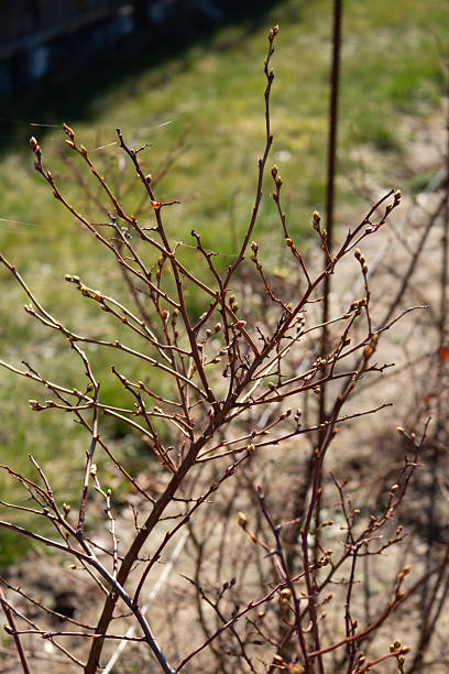 istock blossoming buds with young leaves on a blueberry bush in spring 2208157982