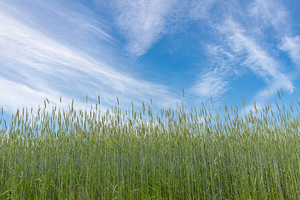 istock Low-angle view of a green rye field under the blue sky with clouds. 2208158031
