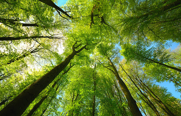 istock Beech forest canopy with bright green sunlit leaves 2208158433