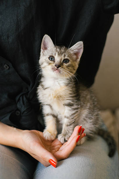 istock Striped Kitten Sitting Calmly In Hands 2208158532